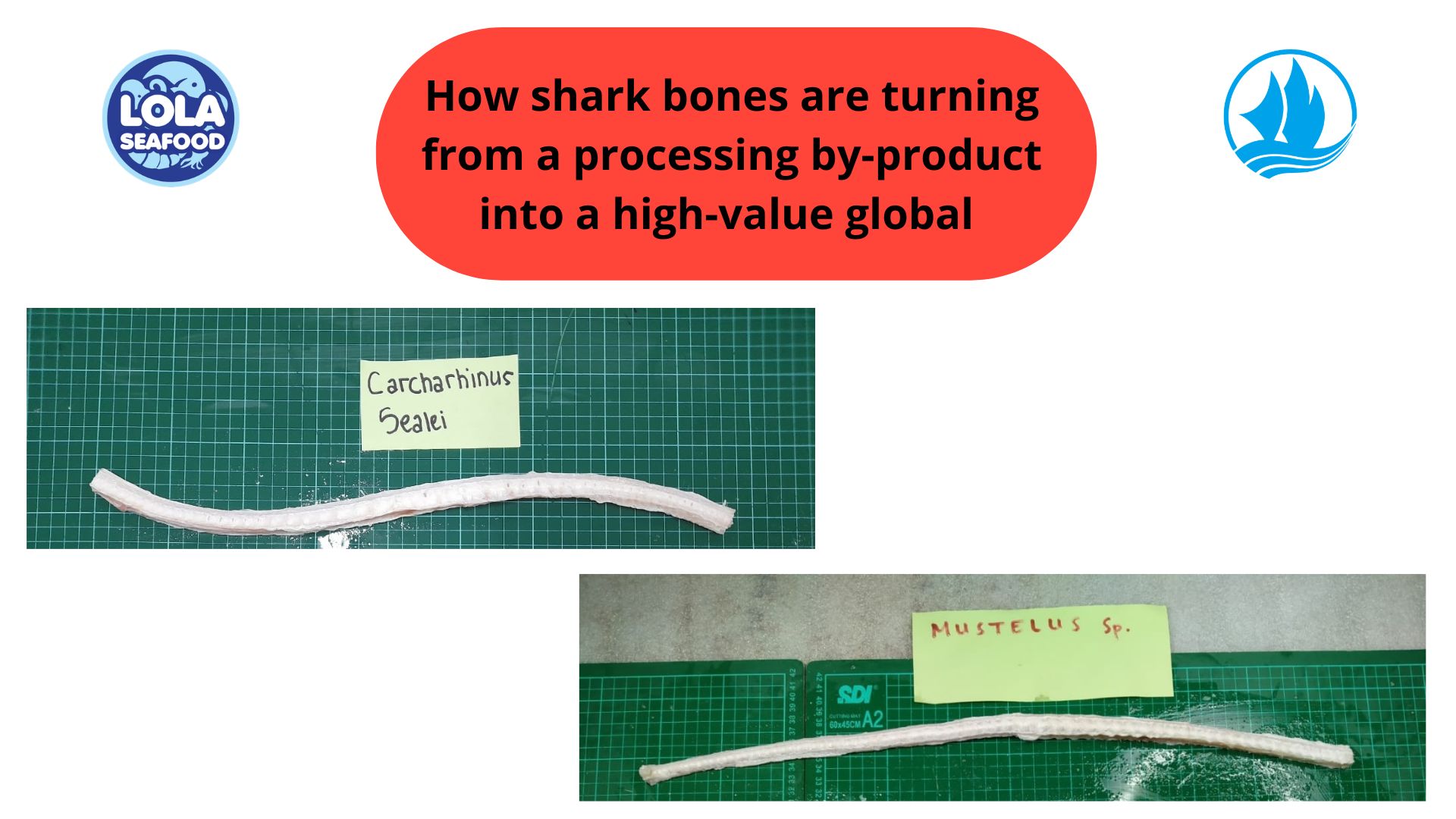Shark Bones: A High-Value Marine By-Product with Expanding Global Market Demand